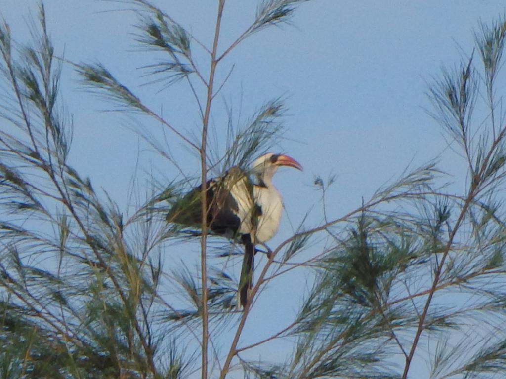 Mar Lodj Bazouk Du Saloum Ecolodge מראה חיצוני תמונה